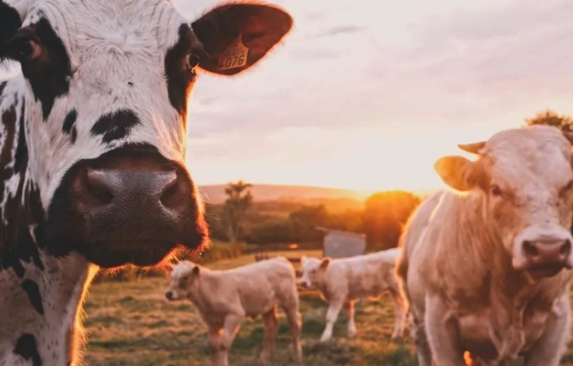 科技巨頭為什么不肯放過“豬牛羊”？